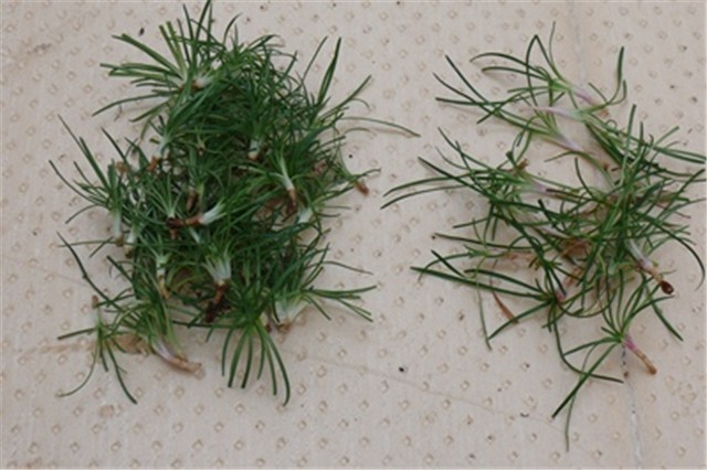 armeria